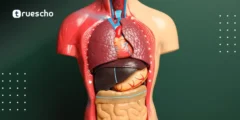دراسة الطب في تركيا باللغة الإنجليزية: احصل على شهادتك الطبية دون حاجز اللغة